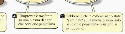 Il metodo del replica plating, usato da Lederberg per mostrare che la mutazione per la resistenza alla penicellina