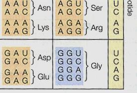 Il codice genetico, come