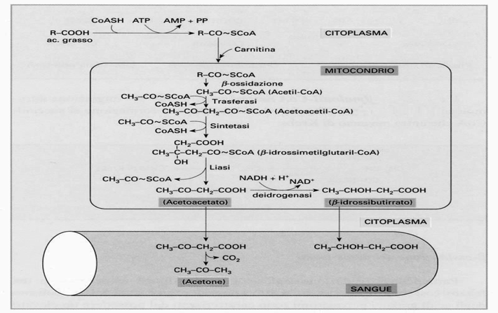 Formazione dei corpi chetonici ê conc.