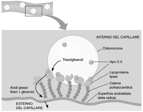 1. Metabolismo ossidativo con utilizzo di glucosio e acidi grassi è modesto e il consumo di ossigeno pure è molto basso 2. Sintesi di acidi grassi e triacilgliceroli (alimentazione abbondante) 3.