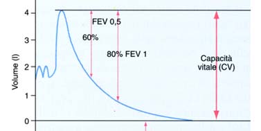 Misura volumi polmonari I valori della capacità vitale (espirazione massimale forzata dopo ispirazione massimale) danno indicazione della funzionalità respiratoria sia nel soggetto sano che malato.