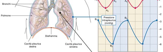 MECCANICA RESPIRATORIA NB: