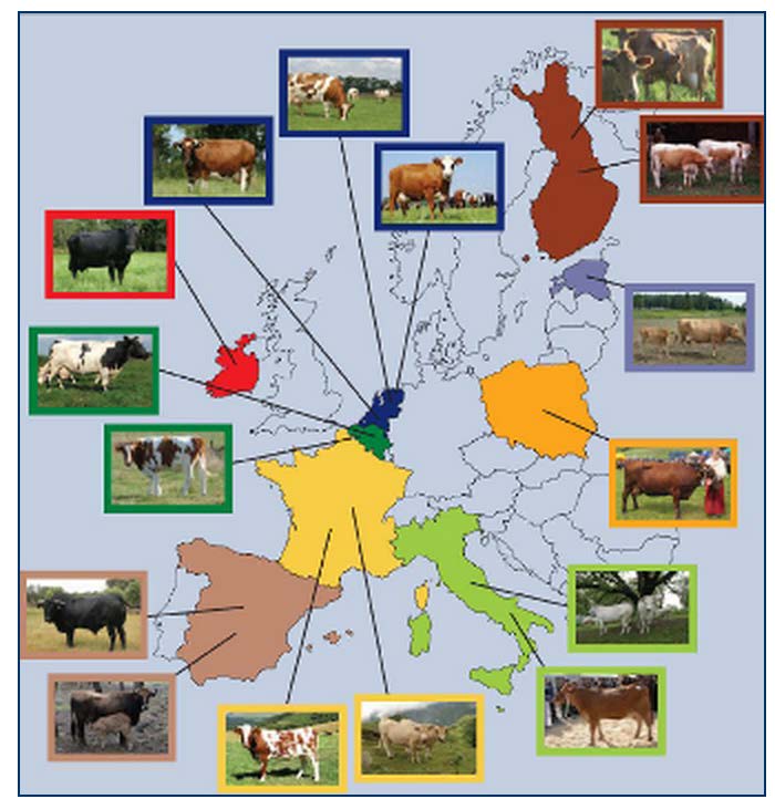 La situazione in Europa Le razze bovine locali vengono allevate in diversi contesti sociali,