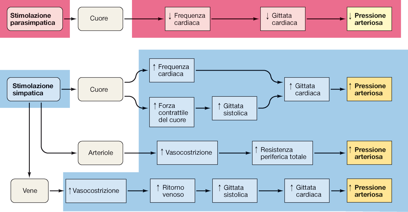 Effettori della