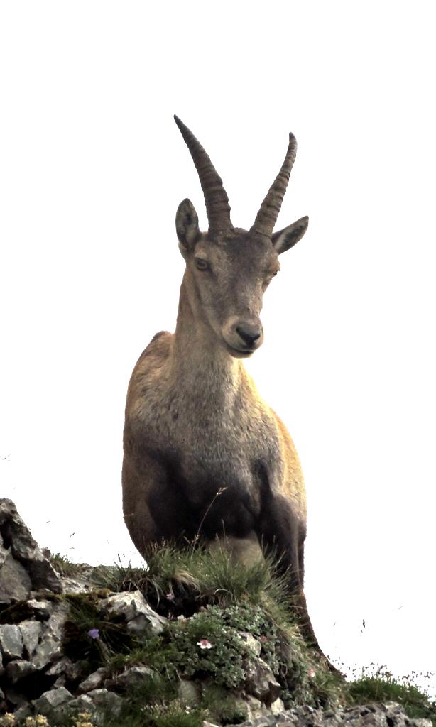 In Italia, C. ibex sembra comparire verso la metà del Pleistocene medio (Gliozzi et al.