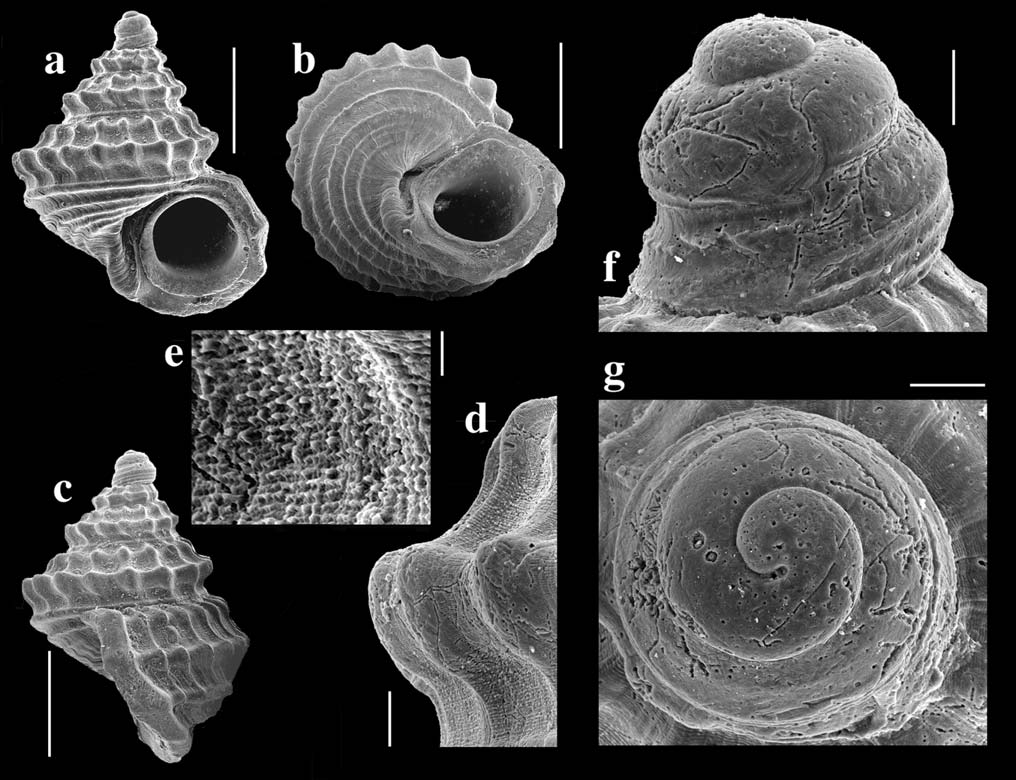 Fig. 1. Mareleptopoma italica, Bussana (IM): a. vista frontale (tratto riferimento: 500 µm); b. vista basale (tratto riferimento: 500 µm); c. vista laterale (tratto riferimento: 500 µm); d.