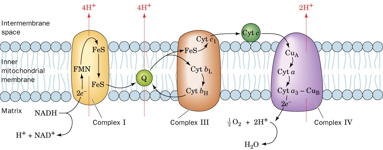 Rapporto P/O e teoria chemiosmotica - il flusso di 2 elettroni attraverso il Complesso II (bypass del Complesso I) risulta nella translocazione di 6 H + nello spazio intermembrana rotazione di 2/3