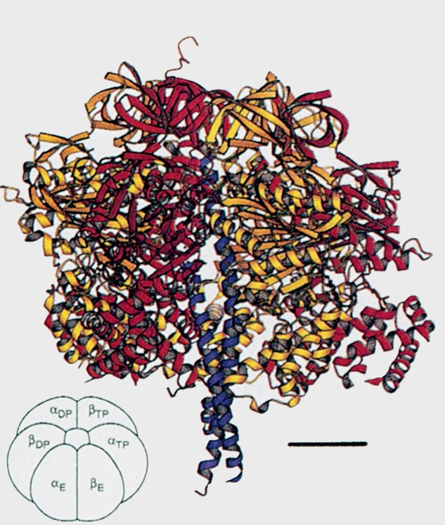 Componente F 1 subunità α 3 β 3 γδε subunità α e β: - 20% identiche in aa - α e β stesso fold ed arrangiamento alternato -soloβ catalizza la sintesi di ATP α