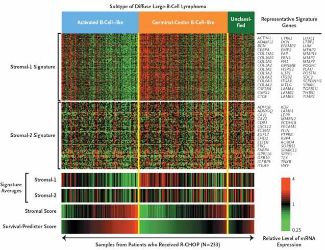 Extra-cellular matrix deposition +