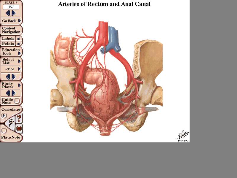 ANATOMIA PELVI STRUTTURE VASCOLARI (arteria e vena iliaca con le sue diramazioni) STRUTTURE