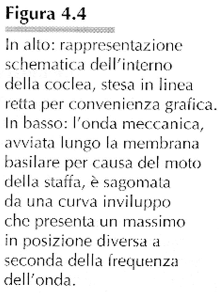 I tre ossicini, martello, incudine e staffa trasmettono la vibrazione sonora, amplificandola alla finestra ovale dell orecchio interno.