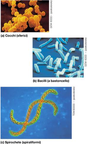 Morfologia dei procarioti - Cocchi, con forma sferica; - Bacilli, con forma cilindrica; - Vibrioni - spirilli: con forma ricurva o a spirale; -ed in base al modo in cui si aggregano fra