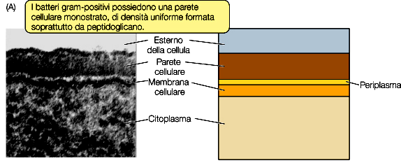 Parete cellulare dei Batteri Gram+