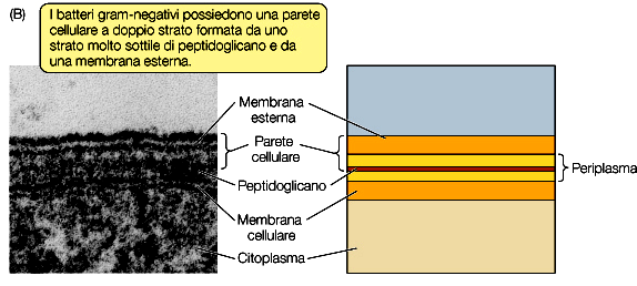 Parete cellulare dei Batteri Gram-