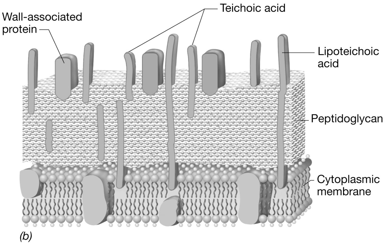 Parete cellulare