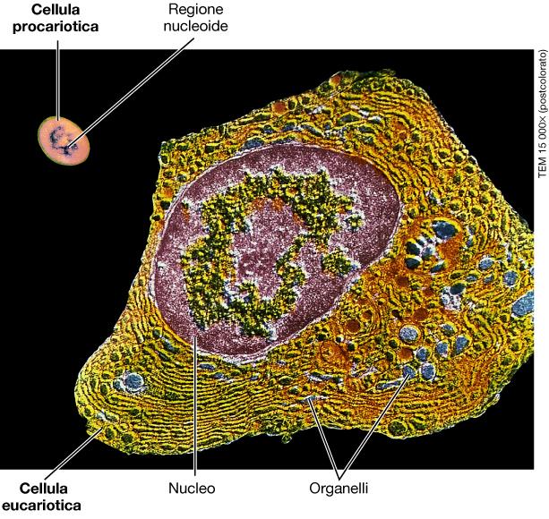 I procarioti (dal greco Pro- 'prima, davanti' e Karyon 'nucleo') sono organismi unicellulari (o, al più, coloniali) di dimensioni dell'ordine del micrometro, privi di membrana nucleare, organuli o