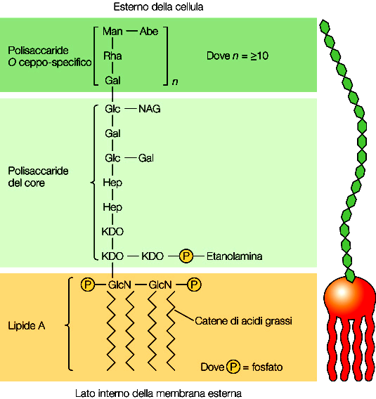 Le molecole di LPS hanno diverse funzioni: favorire l adesione a superfici, costituire una barriera all ingresso di sostanze tossiche come
