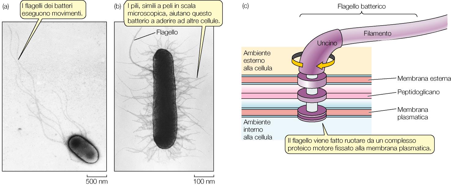 Purves et al, BIOLOGIA,