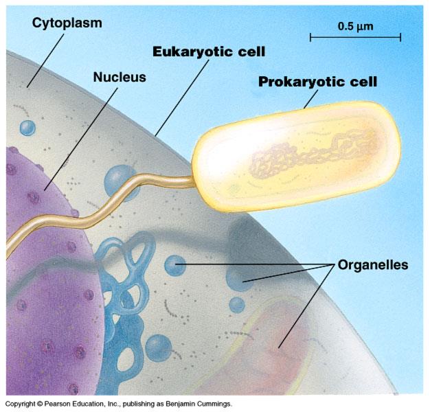 LE CELLULE PROCARIOTI SONO MOLTO