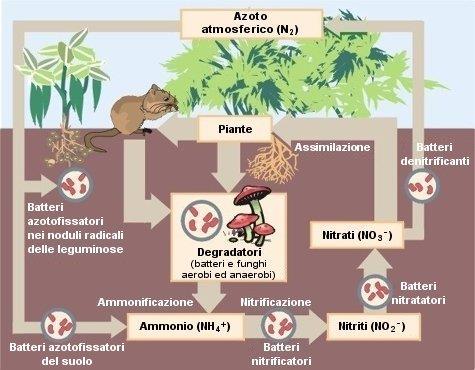 Batteri azotofissatori La fissazione dell'azoto atmosferico o azotofissazione consiste nella riduzione, tramite la nitrogenasi, dell'azoto molecolare (N 2 ) in azoto ammonico (NH 3 ).