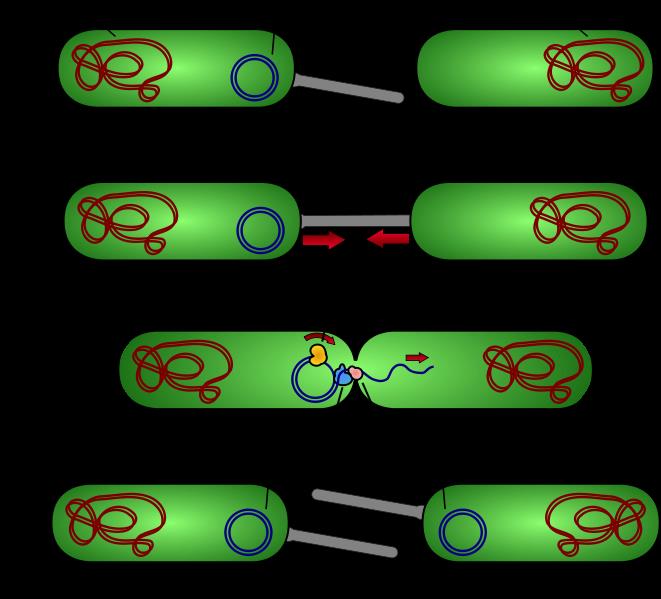 Coniugazione Meccanismo della coniugazione batterica: 1) La cellula F+ produce il pilo coniugativo 2) Il pilo coniugativo aggancia la cellula F- e le due cellule si avvicinano 3) Il plasmide F viene