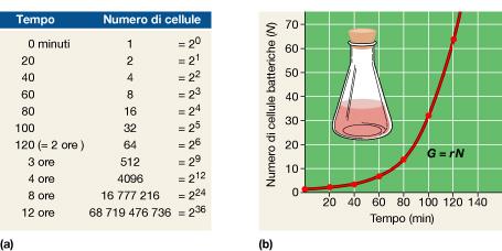 Crescita batterica: