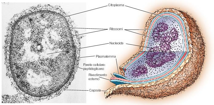 Struttura cellula procariota -Cromosoma batterico: singola molecola di DNA circolare E.