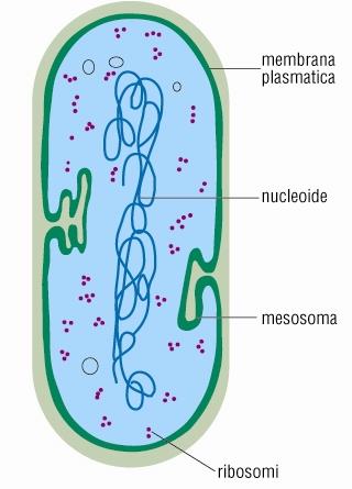 Principali differenze fra cellule procariotiche e eucariotiche: Cellula procariotica Cellula