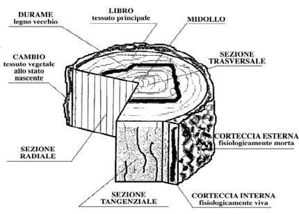 (dendrocronologia) che oltre a definire l'età di una pianta sulla base del numero degli anelli di accrescimento, riesce a risalire, studiandone la loro conformazione, agli eventi climatici ed alle