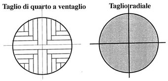 Corteccia interna: detta anche Alburno è formata da cellule vive e costituiscono l'apparato circolatorio della pianta consentendo la conduzione dei sali minerali dalle radici alle foglie.