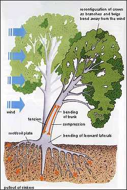 Funzioni del legno nell albero CONDUZIONE L acqua contenente sostanze nutritive deve essere portata dal terreno alle foglie attraverso radici, fusto e rami.