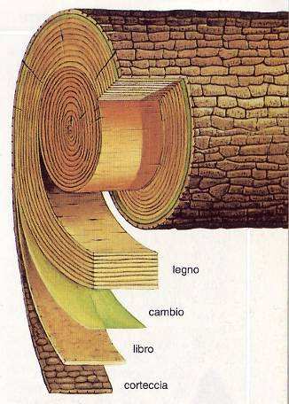 si riconoscono 3 SEZIONI ANATOMICHE fondamentali: TASVESALE ADIALE TANGENZIALE Il legno presenta caratteristiche e comportamenti fisico -