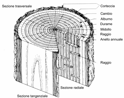 Macromorfologia del legno Midollo Durame Alburno Corteccia Anelli Nodi aggi ALBUNO: parte del fusto in cui l acqua e i nutrienti in essa