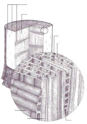 Morfologia del legno Il 90% del legno è composto da CELLULE VETICALI (direzione della fibratura) Il restante 10% delle CELLULE è OIZZONTALE e forma i raggi aggi, composti da cellule orizzontali