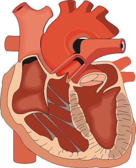 TERAPIA DELL INSUFFICIENZA CARDIACA CRONICA: ace-inibitori Controllo del potassio sierico; controllo della pressione arteriosa, della funzione renale e degli