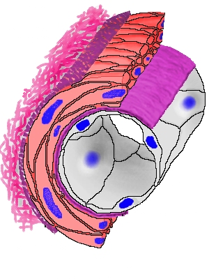 MAPPATURA DEI PRINCIPALI RECETTORI β ADRENERGICI e DELLE RELATIVE FUNZIONI FUSIOLOGICHE rilasciamento muscolo liscio uterino dilatazione arterie muscolari rilasciamento muscolo liscio bronchiale