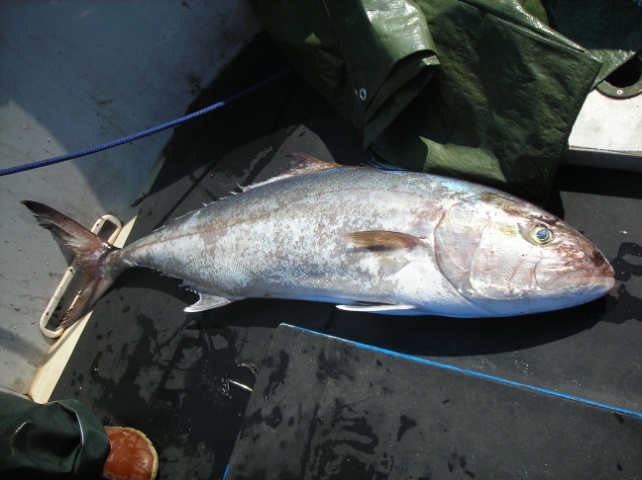 La rete ha una lunghezza totale di 200 m. Quando viene calata ed è in pesca raggiunge i 100 m circa di sviluppo.