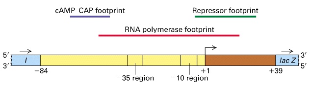 Le regioni del lac operon che