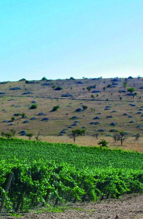 enorme potenziale qualitativo della vitivinicoltura della zona circostante il Castel del Monte.