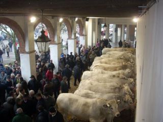 Mercatini di Natale nel Castello Castello, Pila e Piazza - Sartirana Lomellina Telefono: +39 (0384) 800.810 Grande festa sotto l'albero - San Salvatore Monferrato Telefono: +39 (0131) 233.