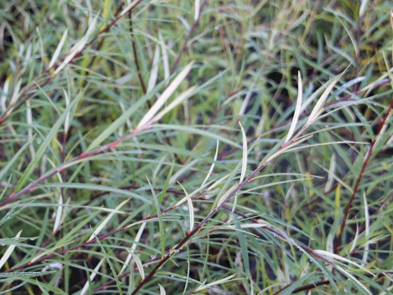Il salice a foglie di rosmarino (S. rosmarinifolia o repens) è un piccolo arbusto non più alto di 2 m.
