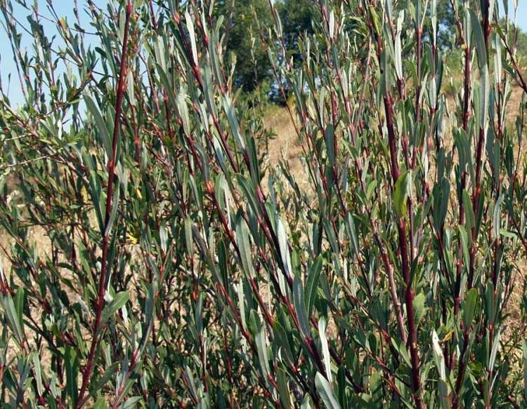 Il salice rosso (S. purpurea) è un arbusto a portamento alto che predilige il greto e le sponde dei corsi d acqua anche a carattere torrentizio.