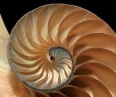 Inizialmente abbiamo parlato della successione di Fibonacci in Natura e su come si ripete negli oggetti che ci circondano.