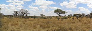 Tarangine, national park,, Tanzania Il paesaggio delle Serengenti è più verdeggiante; attorno al fiume si trovano estese paludi e piaure alluvionali, ma anche boschi.