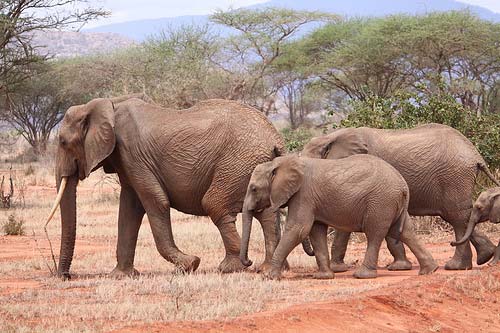 Il mondo animale dell Africa centrale, dove potete vedere zebre che vivono tutte in piena armonia, e piena armonia non intendo certo tenendosi per mano con amore, ma che comunque seguono il ciclo