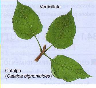 Disposizione delle foglie sui rami: Fillotassi distribuzione decussata: ciascun nodo porta due foglie che divergono