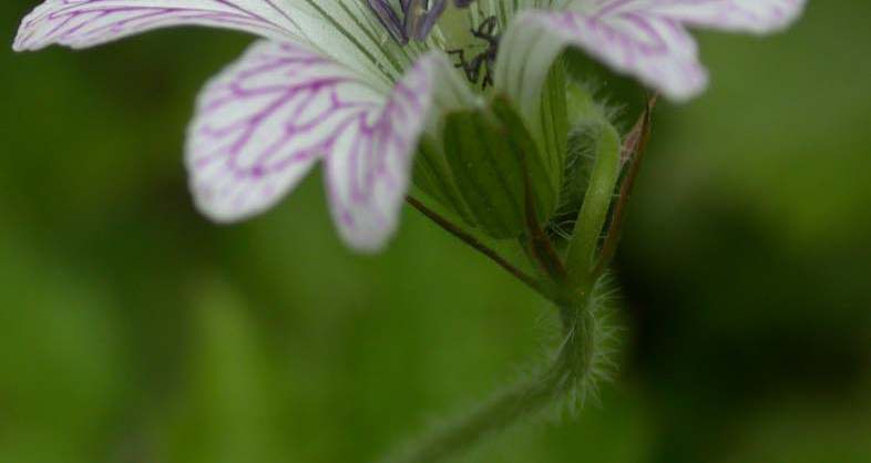 Un fiore completo è composto da quattro verticilli: corolla: formata da petali gineceo: uno o più carpelli (antofilli fertili femminili )