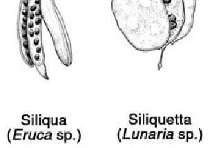 Frutti secchi deiscenti Follicolo monocarpellare, si apre lungo una linea longitudinale di sutura Legume monocarpellare, si apre lungo due linee longitudinali di