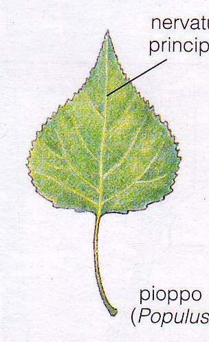 Classificazione delle foglie in base alla forma