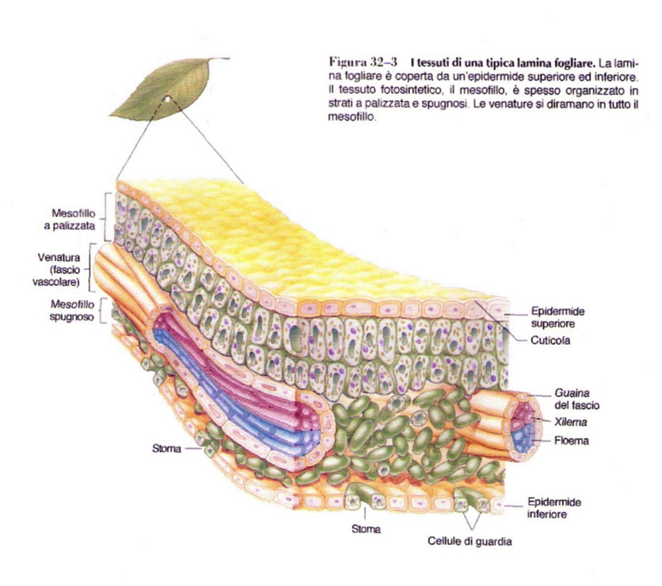 ANATOMIA